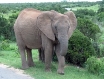 Картинки по запросу "африканський слон"